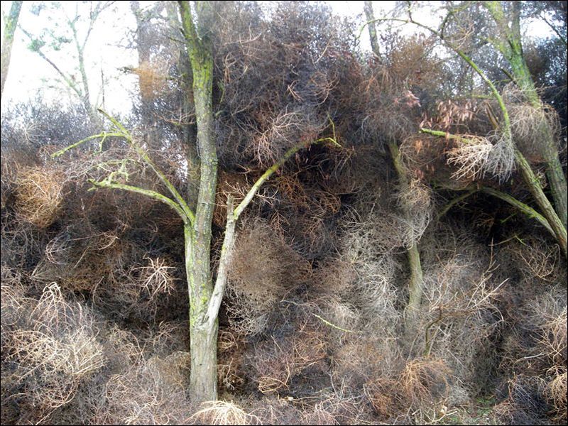 Нашествие перекати - поле (17 фото)