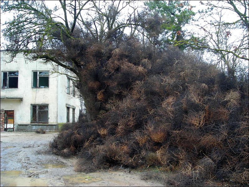 Нашествие перекати - поле (17 фото)