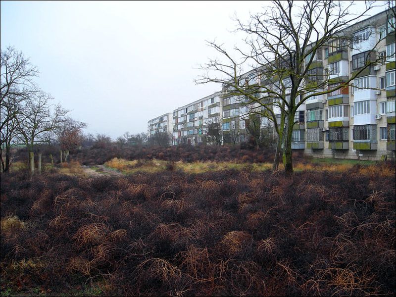 Нашествие перекати - поле (17 фото)