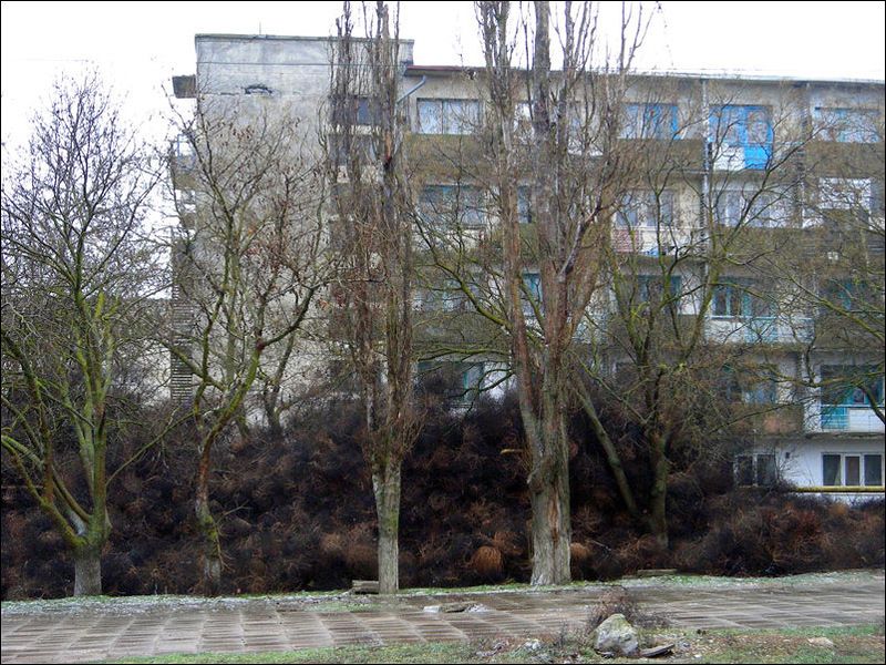 Нашествие перекати - поле (17 фото)