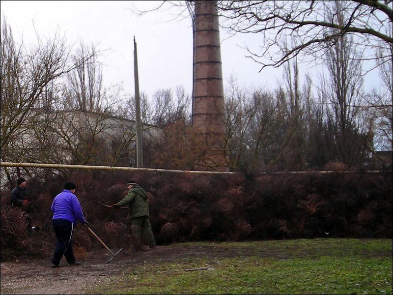 Нашествие перекати - поле (17 фото)