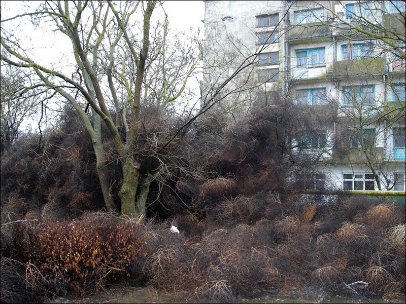 Нашествие перекати - поле (17 фото)