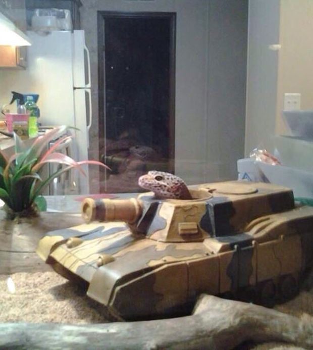 Прикольные картинки (57 фото)