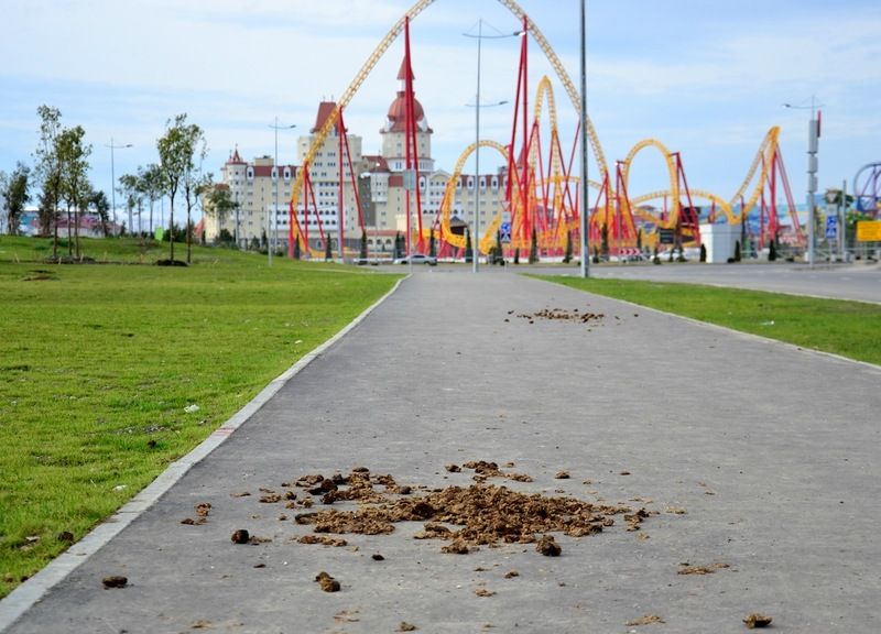 Конная полиция в Сочи (2 фото)