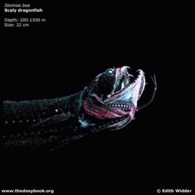 Марианская впадина - самое глубокое место на Земле (21 фото)