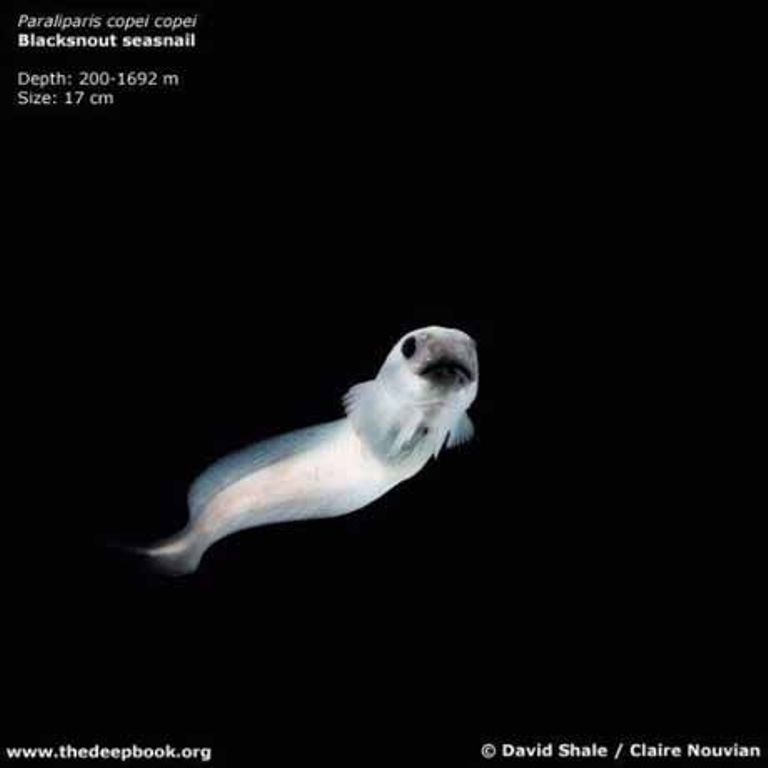 Марианская впадина - самое глубокое место на Земле (21 фото)