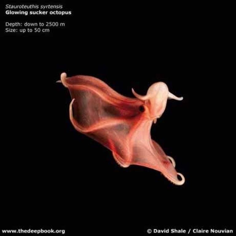 Марианская впадина - самое глубокое место на Земле (21 фото)