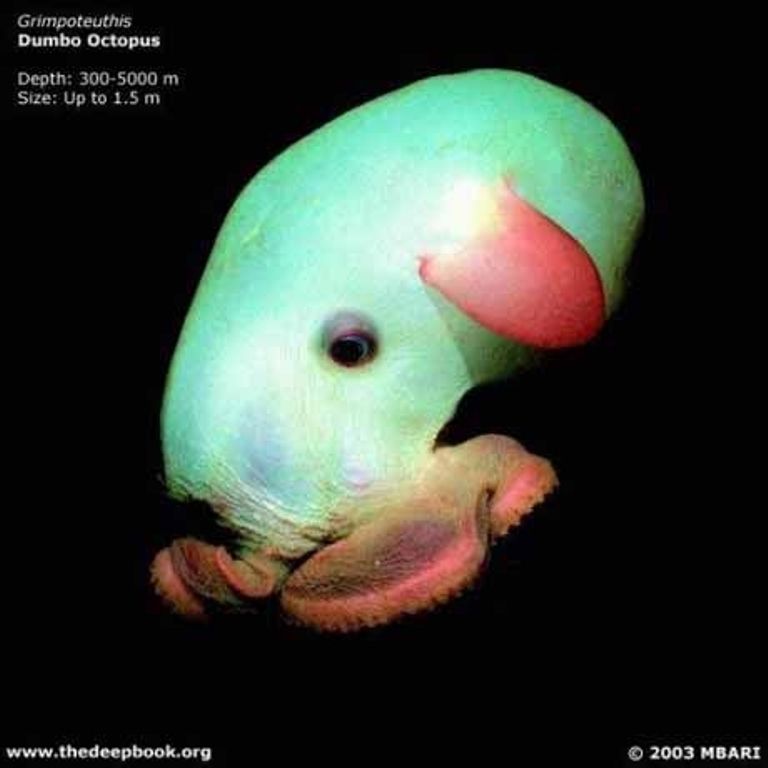 Марианская впадина - самое глубокое место на Земле (21 фото)