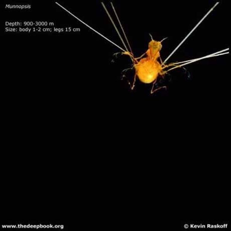 Марианская впадина - самое глубокое место на Земле (21 фото)