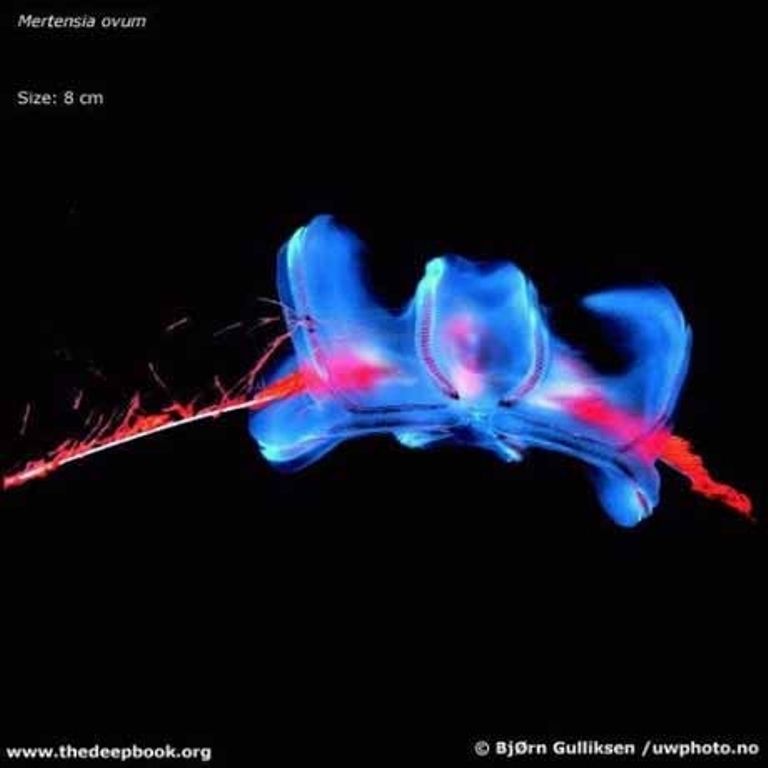 Марианская впадина - самое глубокое место на Земле (21 фото)