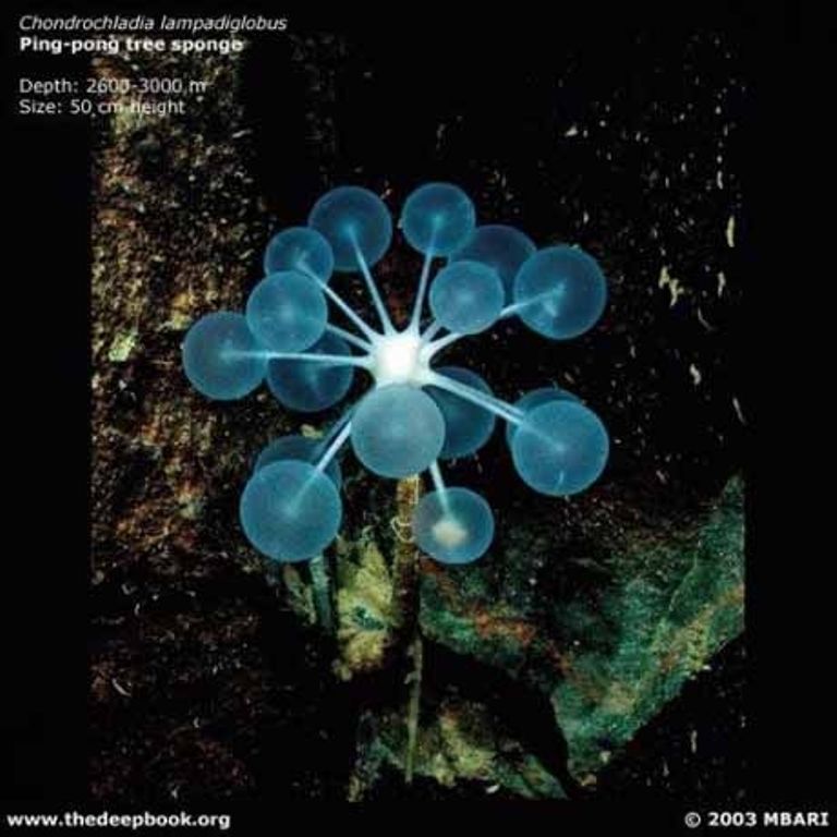 Марианская впадина - самое глубокое место на Земле (21 фото)