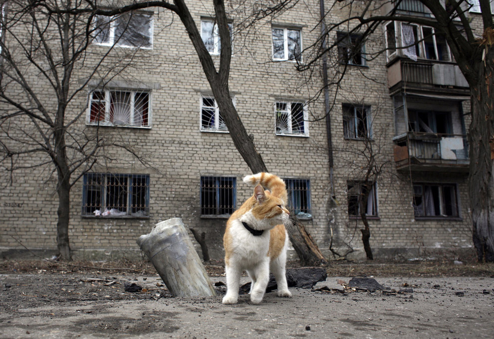 Украинские хроники