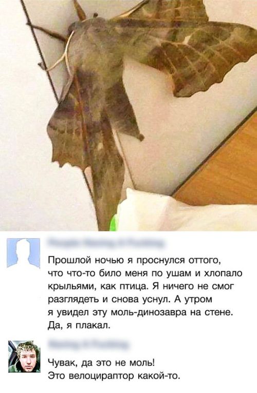 Юмор из социальных сетей