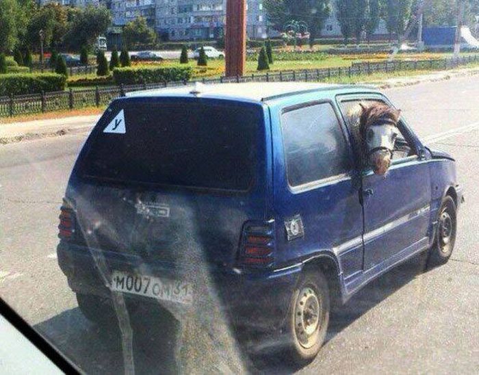 Автомобильный юмор