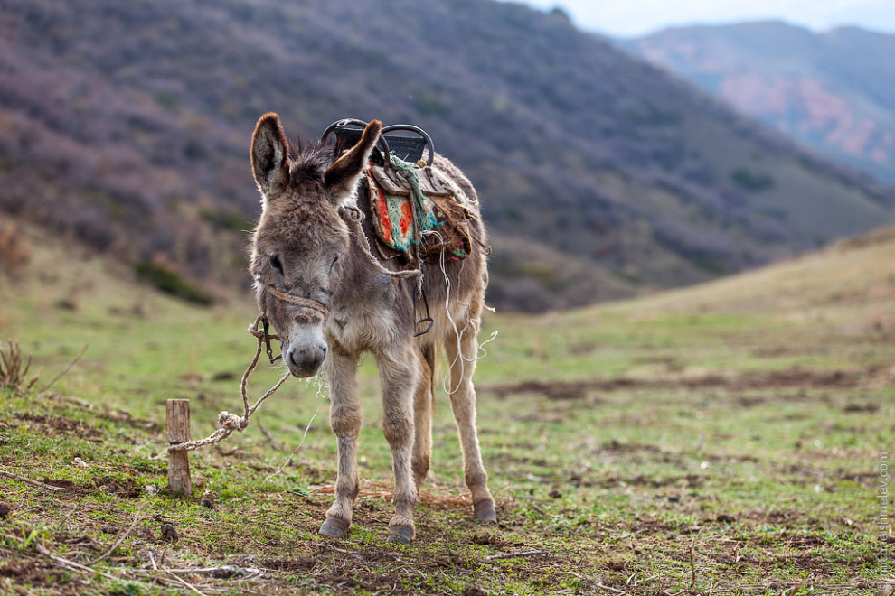 Пейзажи Киргизии Пейзажи Киргизии