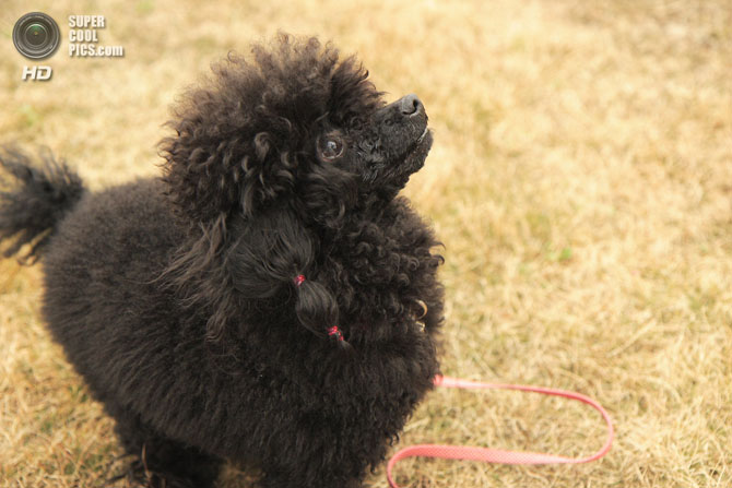 15 самых мелких пород собак