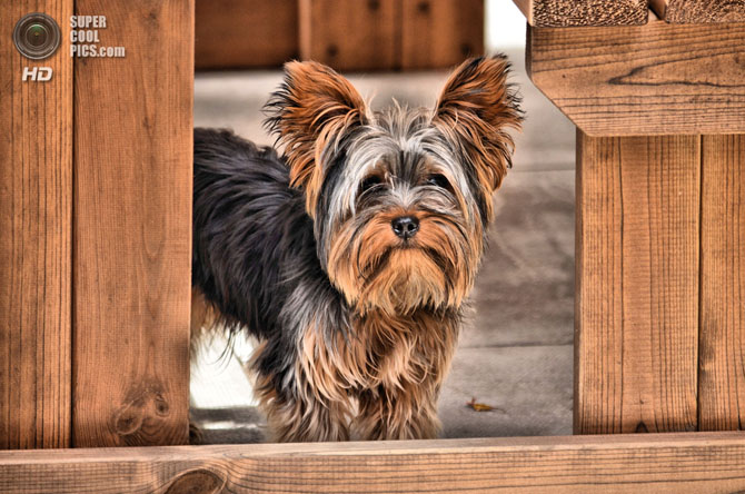 15 самых мелких пород собак