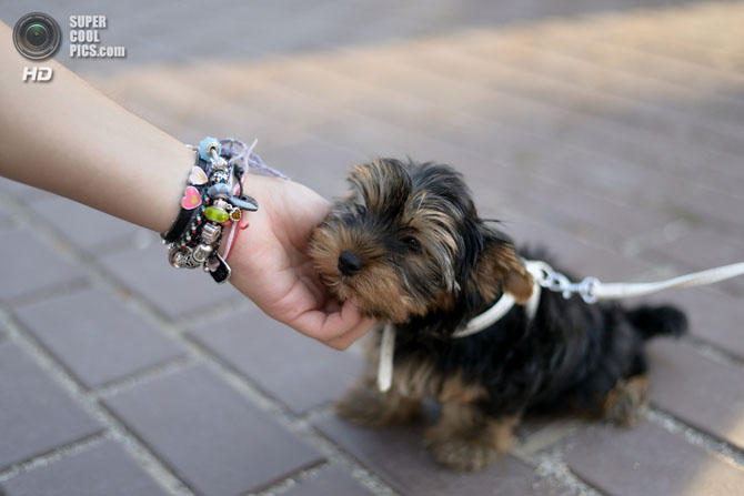 15 самых мелких пород собак