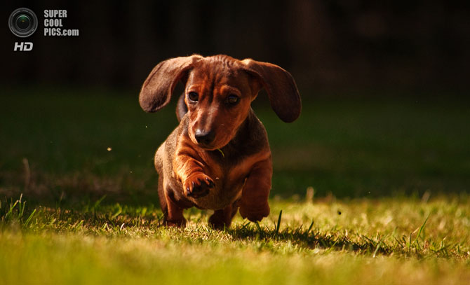 15 самых мелких пород собак