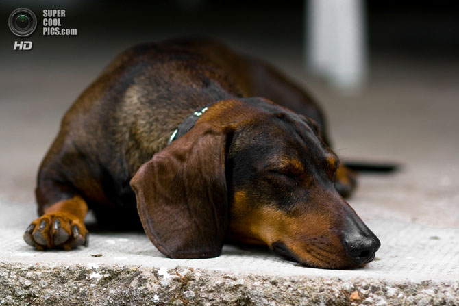 15 самых мелких пород собак