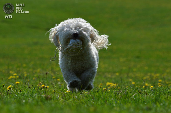 15 самых мелких пород собак