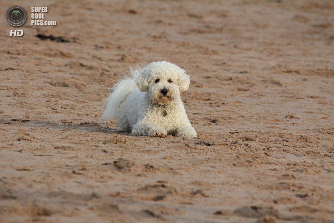 15 самых мелких пород собак