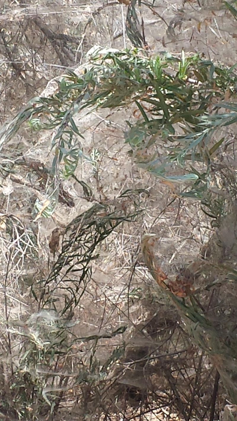 Некогда оживленную тропинку облюбовали пауки