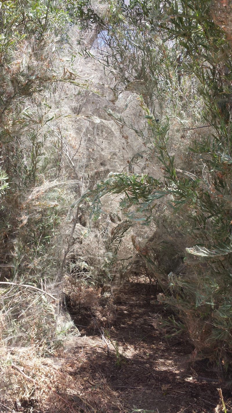 Некогда оживленную тропинку облюбовали пауки