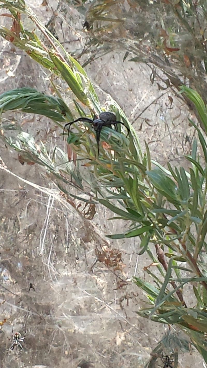 Некогда оживленную тропинку облюбовали пауки