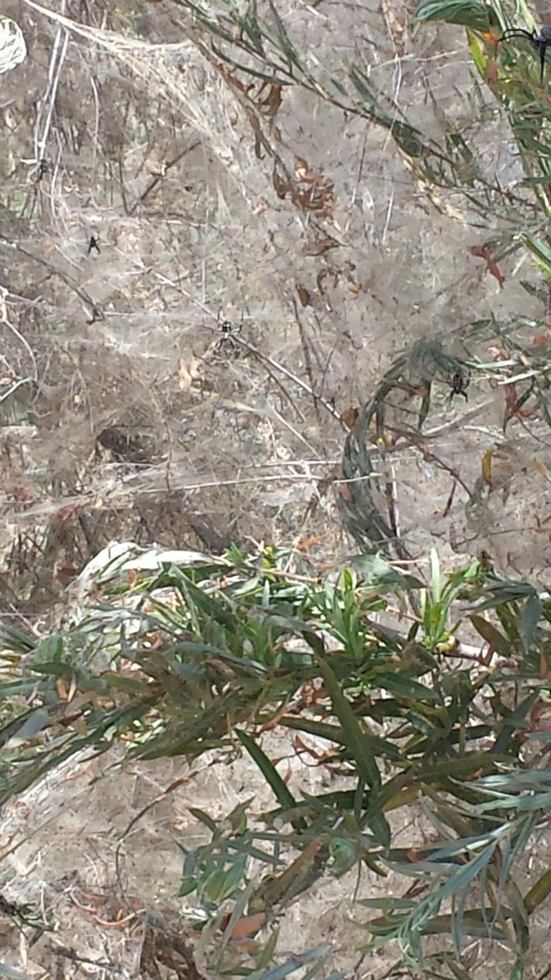 Некогда оживленную тропинку облюбовали пауки