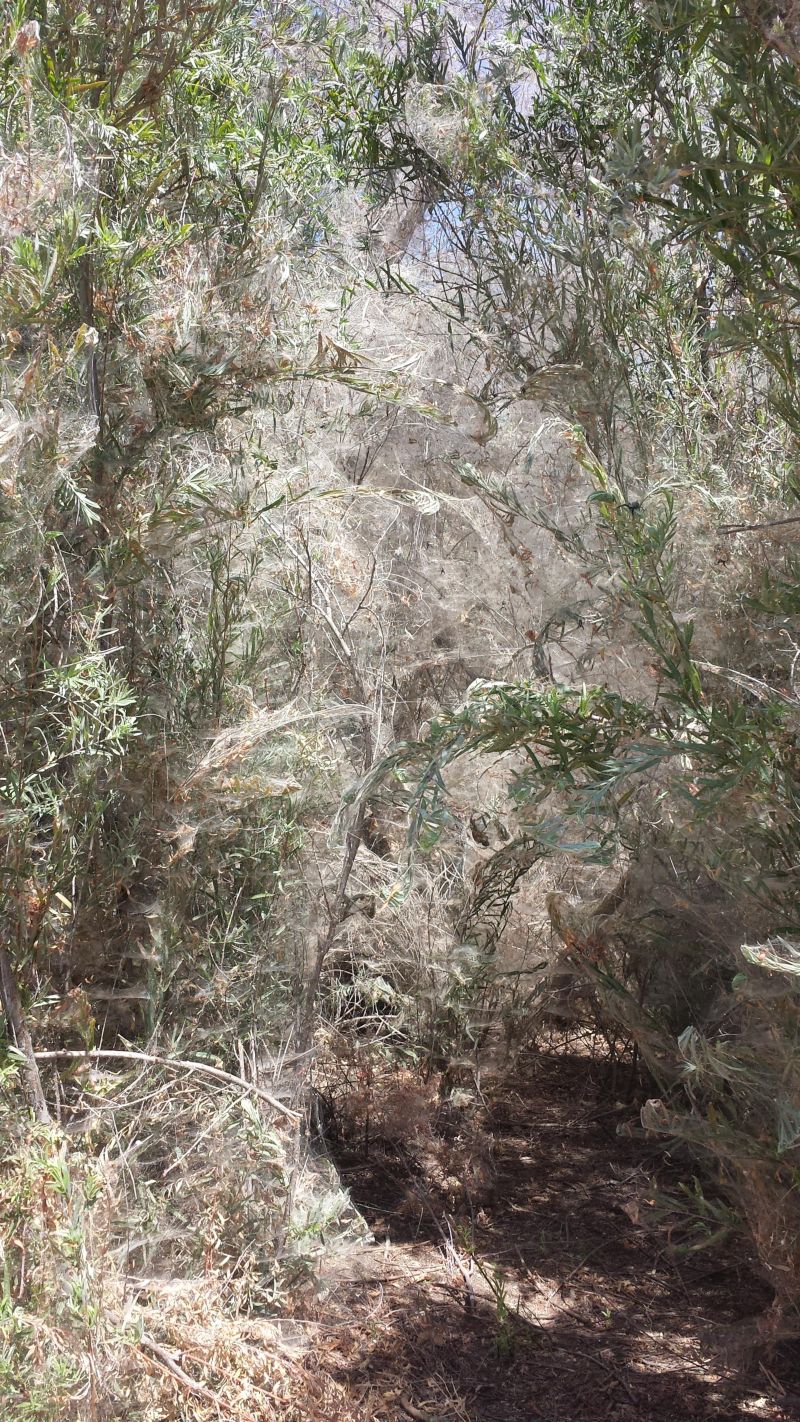 Некогда оживленную тропинку облюбовали пауки