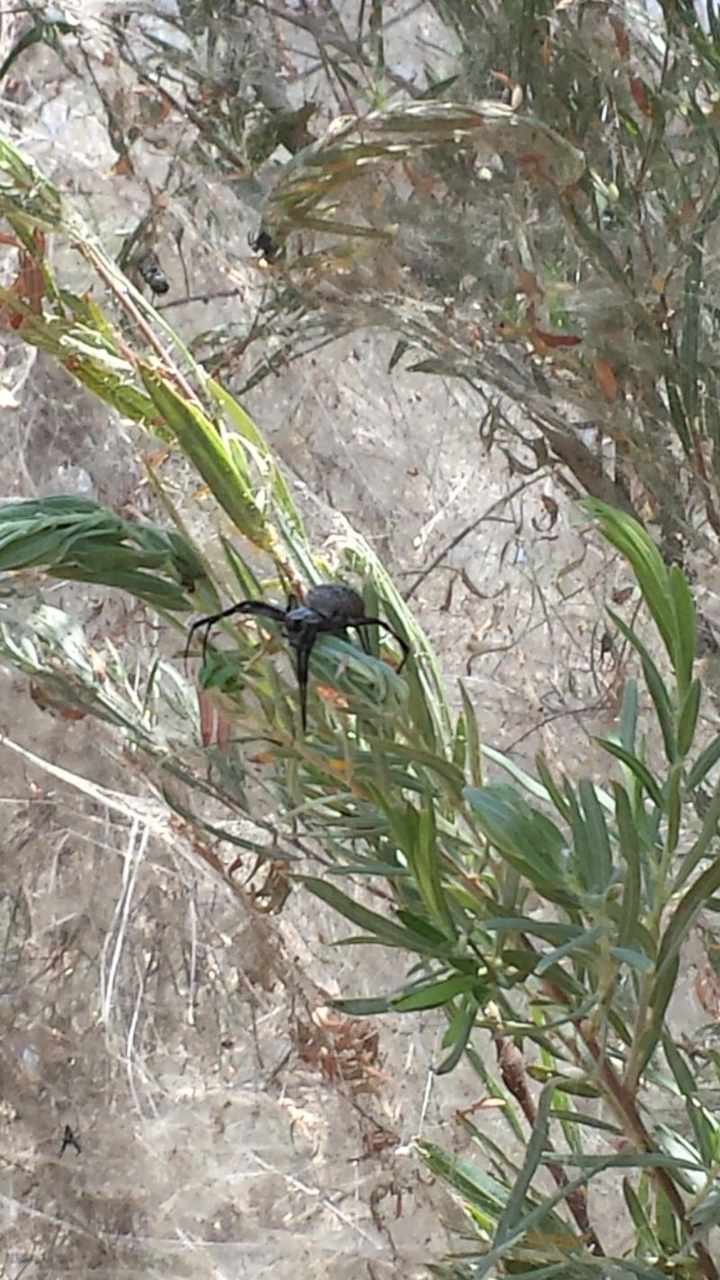 Некогда оживленную тропинку облюбовали пауки