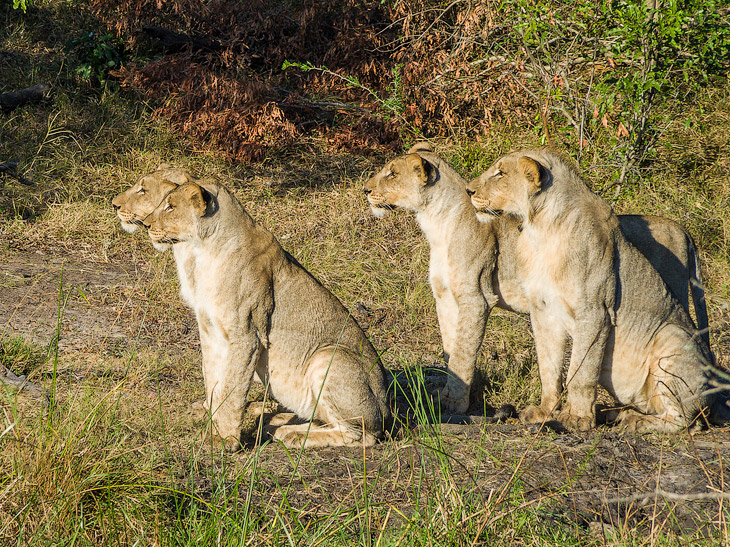 История одного львиного прайда История одного львиного прайда