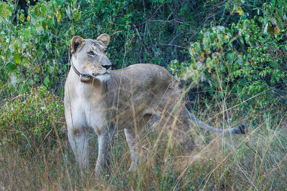История одного львиного прайда История одного львиного прайда