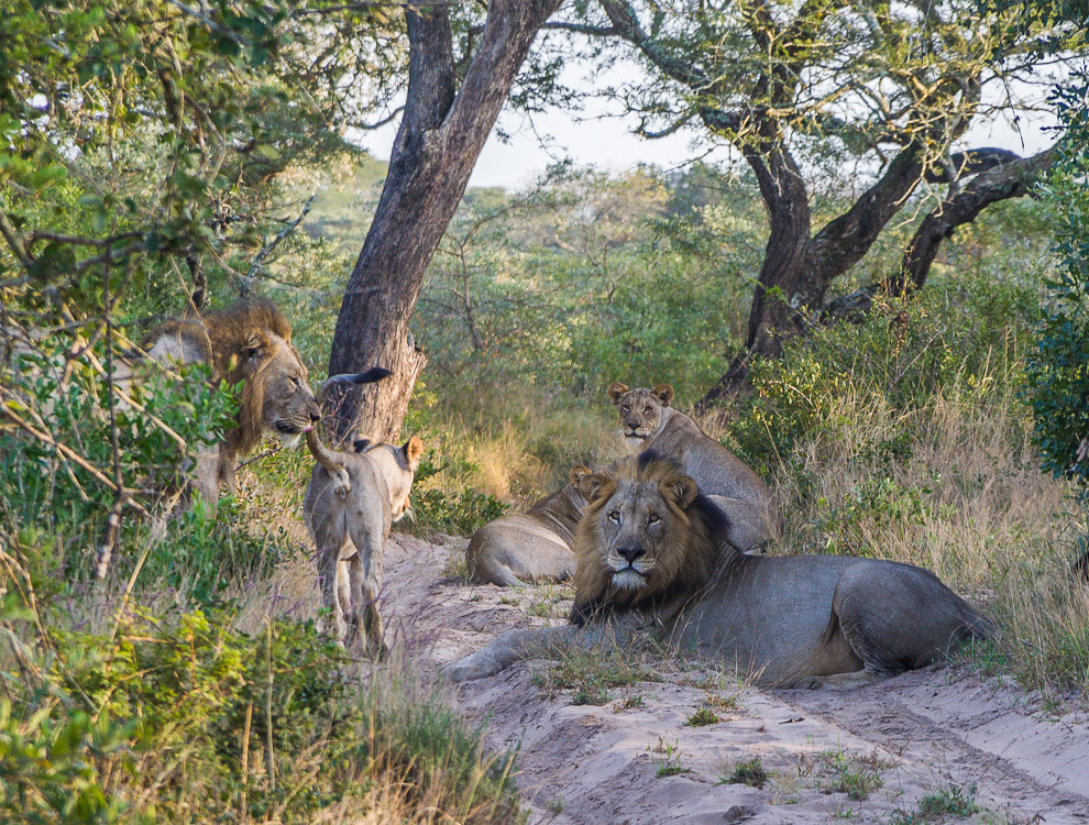 История одного львиного прайда История одного львиного прайда