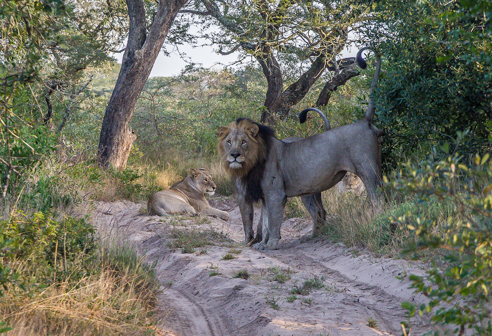 История одного львиного прайда История одного львиного прайда