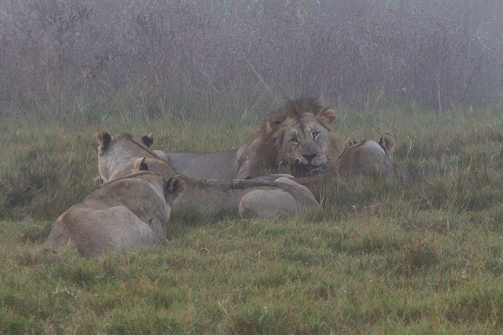 История одного львиного прайда История одного львиного прайда