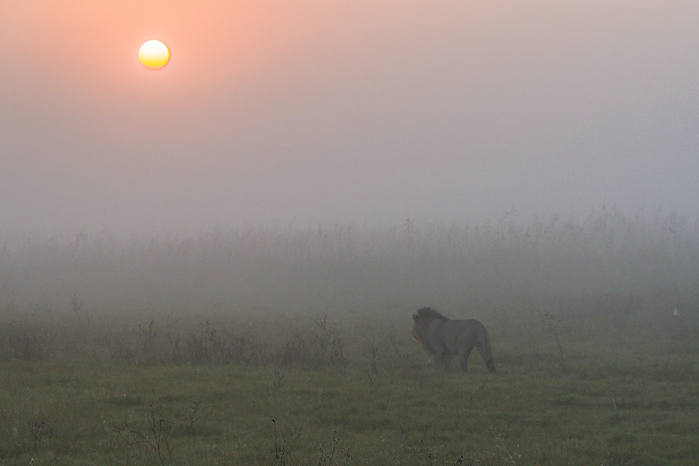 История одного львиного прайда История одного львиного прайда
