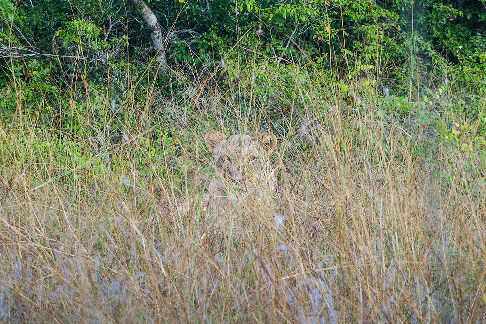 История одного львиного прайда История одного львиного прайда
