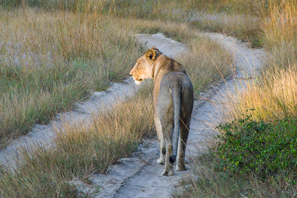 История одного львиного прайда История одного львиного прайда