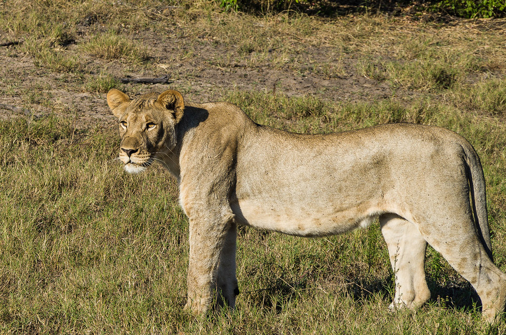 История одного львиного прайда История одного львиного прайда
