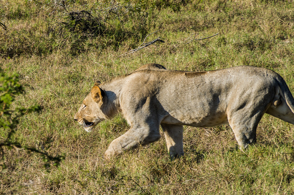 История одного львиного прайда История одного львиного прайда