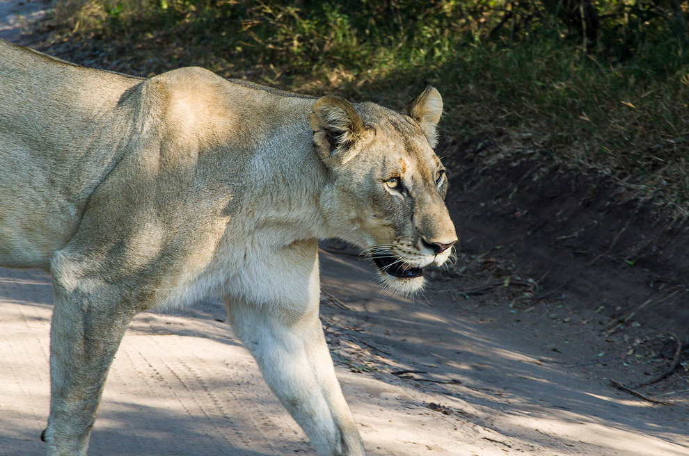 История одного львиного прайда История одного львиного прайда