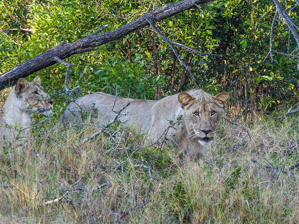 История одного львиного прайда История одного львиного прайда