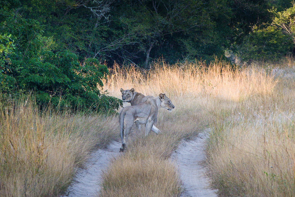 История одного львиного прайда История одного львиного прайда