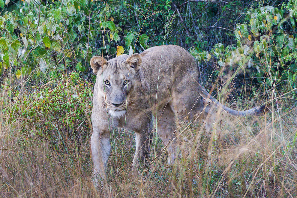 История одного львиного прайда История одного львиного прайда