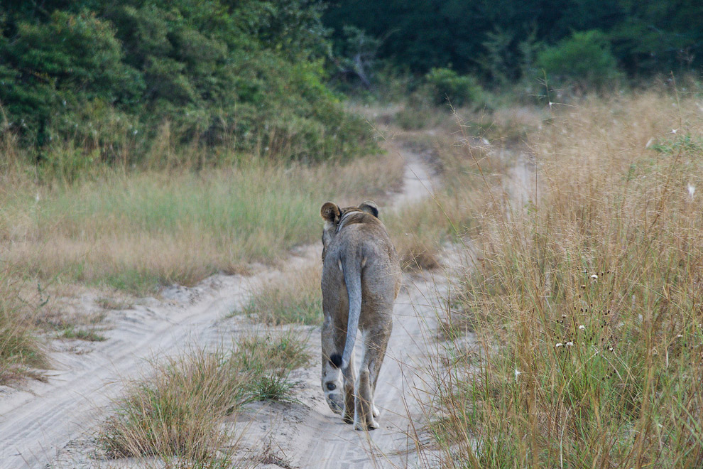 История одного львиного прайда История одного львиного прайда