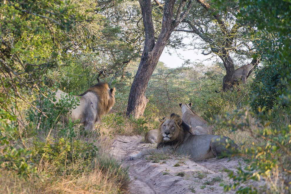 История одного львиного прайда История одного львиного прайда