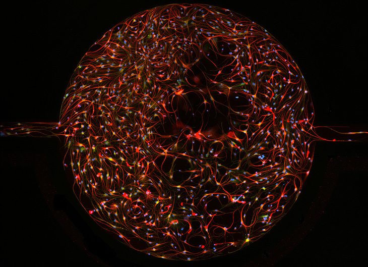 Конкурс микрофотографии Nikon Small World 2013