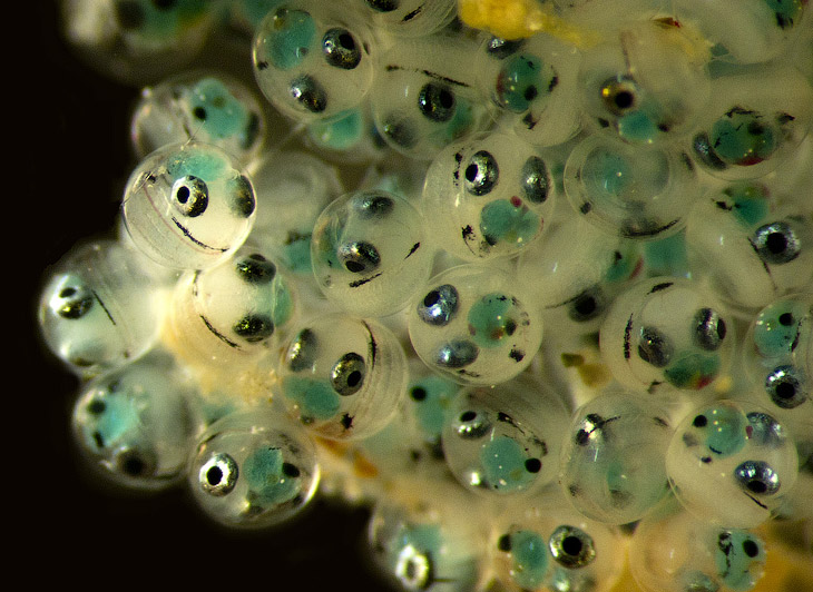 Конкурс микрофотографии Nikon Small World 2013